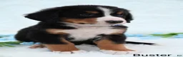 Bernese Mountain Dog dogs for sale: Buster  - Ad 2