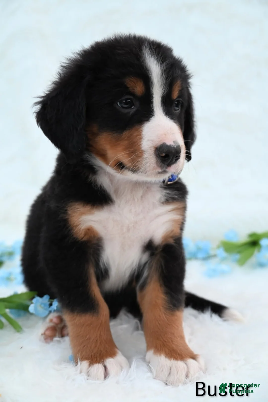 Bernese Mountain Dog dogs for sale: Buster  - Ad 2