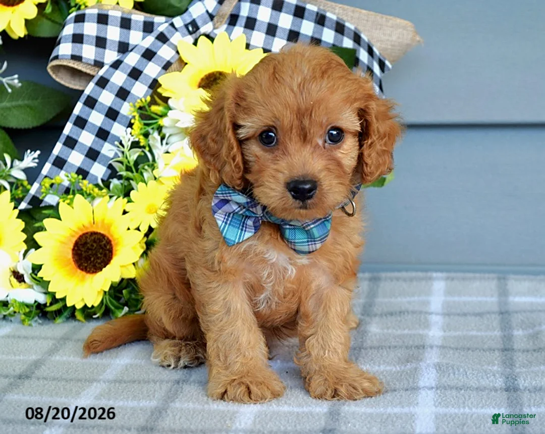 Cavapoo dogs for sale: Tanner - Ad 6
