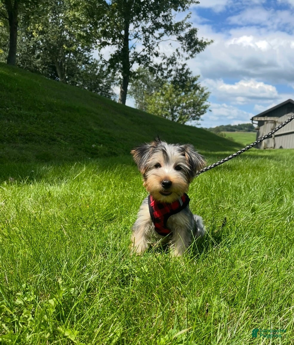 Morkie dogs Marcus - Ad 1