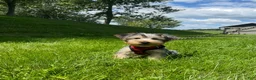 Morkie dogs for sale: Marcus - Ad 1
