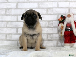 Pug dogs Asher - Ad 31