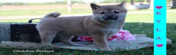 Shiba Inu dogs for sale: Kyla - Ad 4