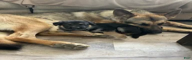 German Shepherd 7