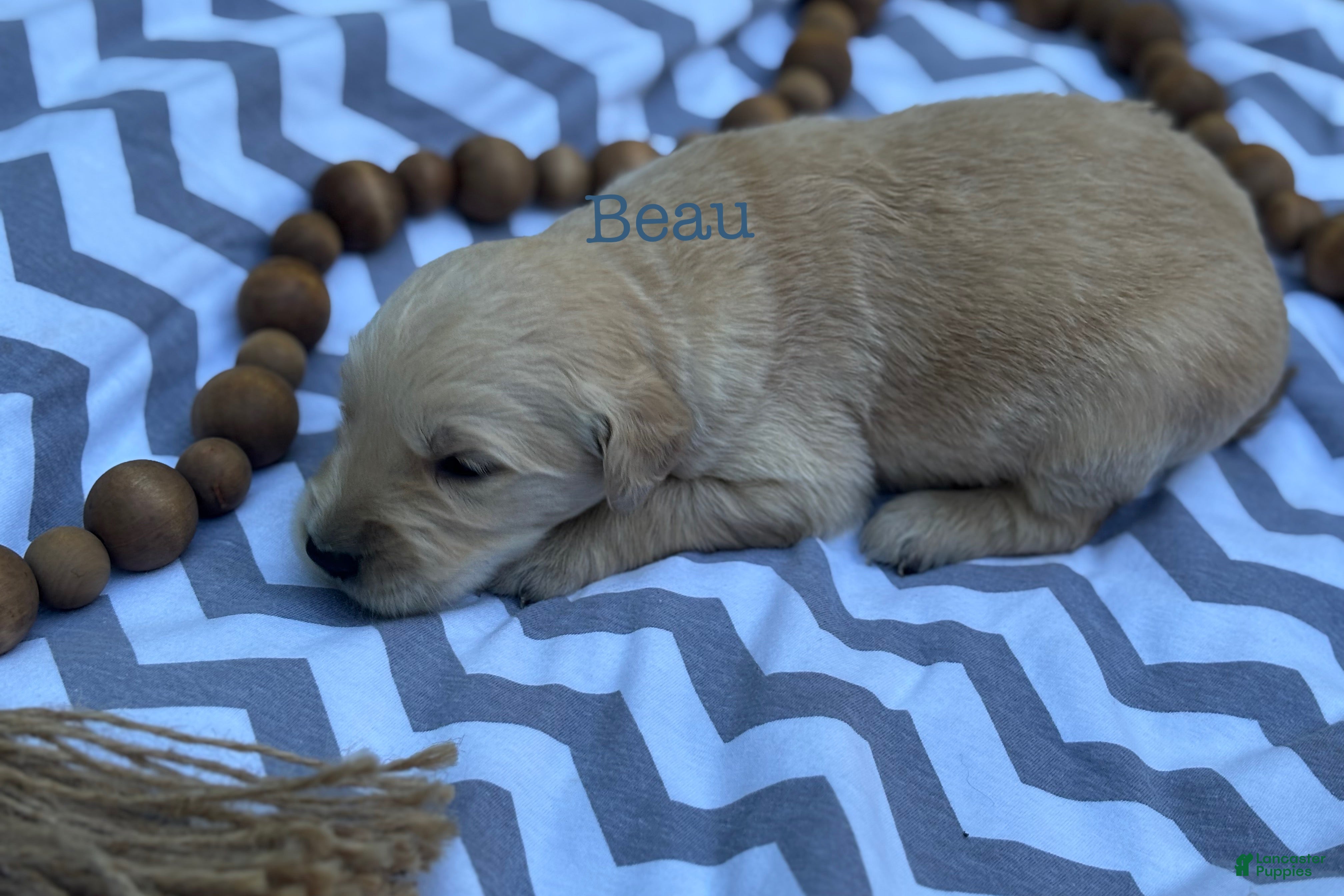 Golden Retriever dogs Beau - Ad 1