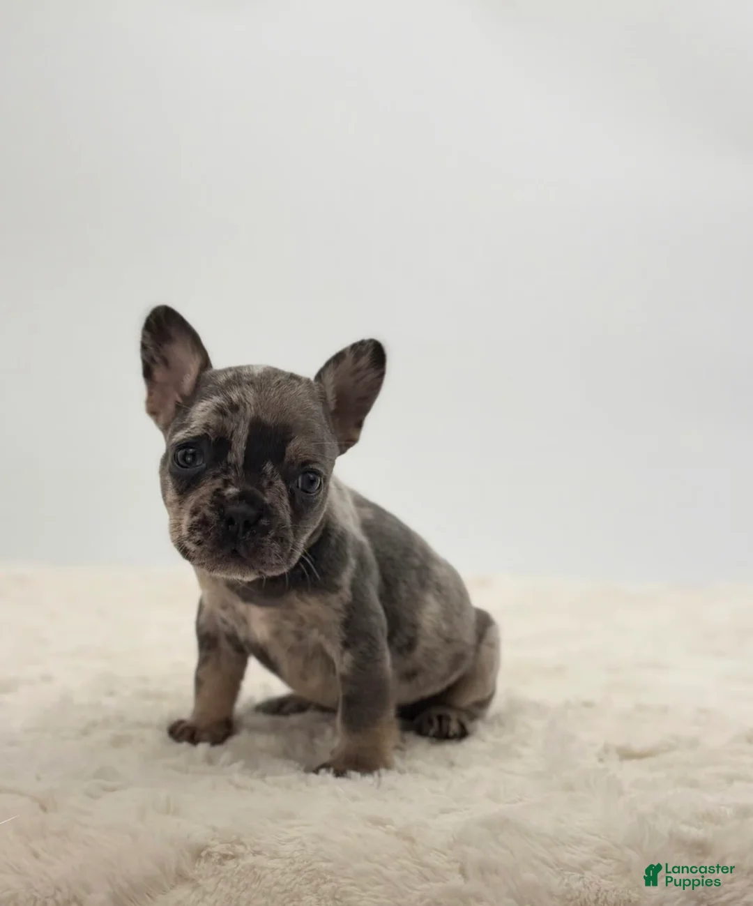 French Bulldog dogs for sale: 🐶 Meet Maverick – AKC Male French Bulldog (Merle) - Ad 2