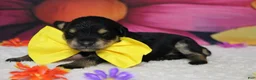 Schnoodle dogs for sale: Chardonnay  - Ad 5