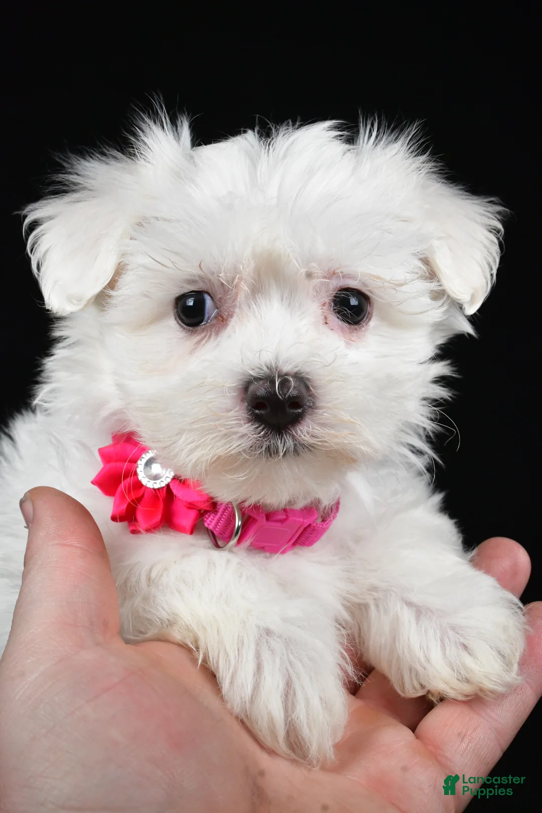 Maltese dogs for sale: Melody - Ad 6