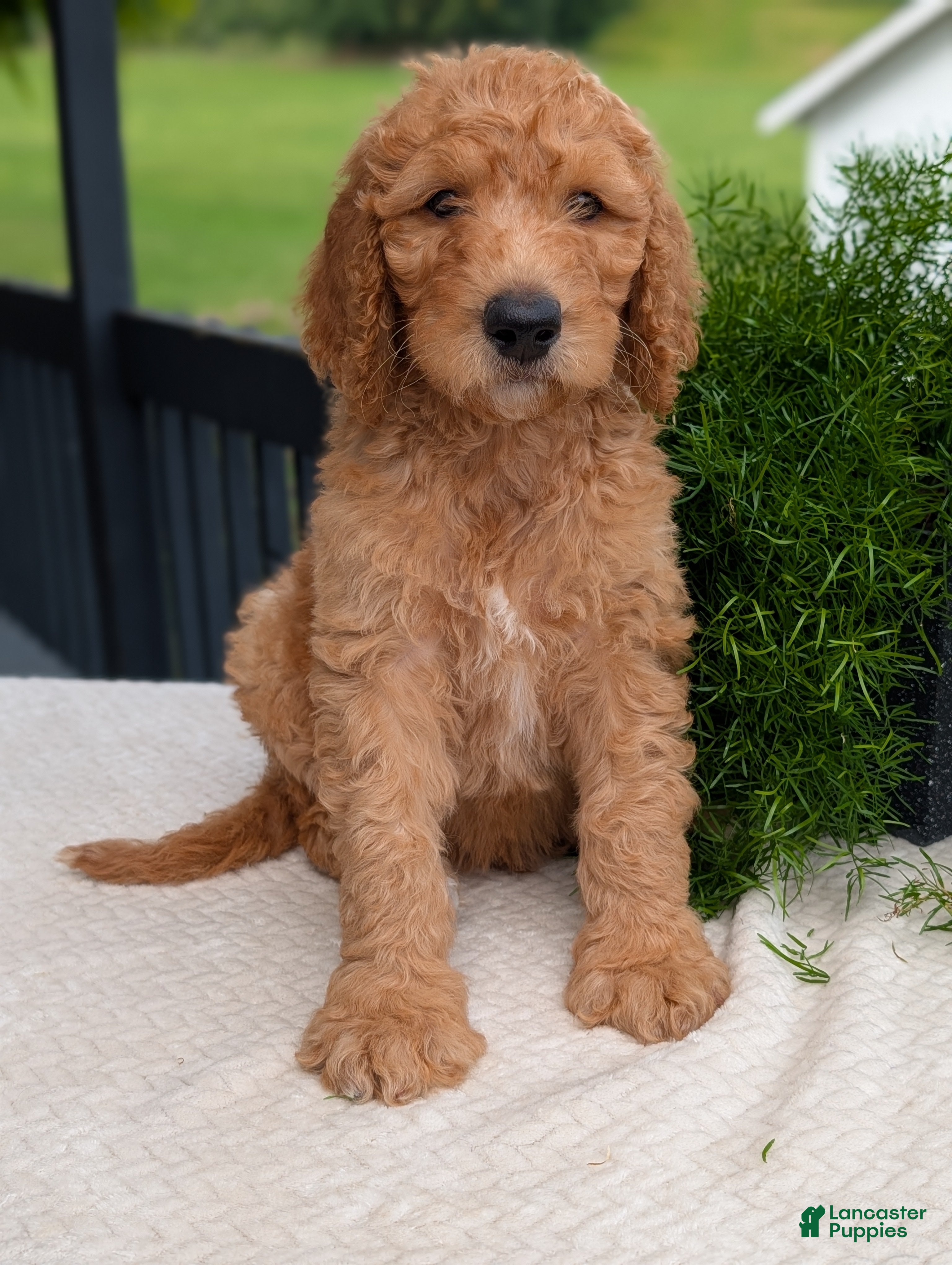 Goldendoodle dogs Parker - Ad 2