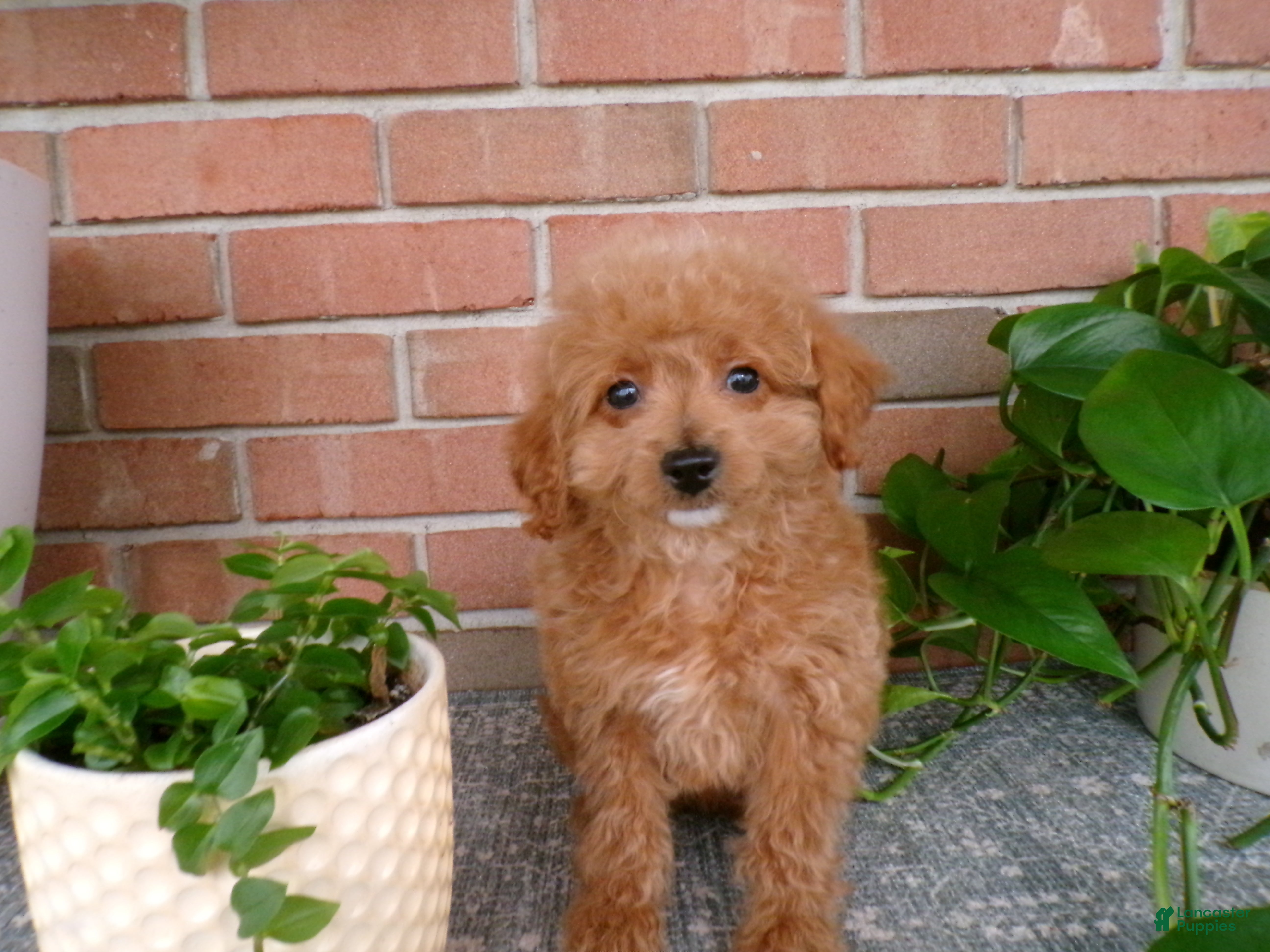 Mini Goldendoodle dogs Bailey - Ad 1