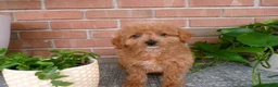 Mini Goldendoodle dogs for sale: Bailey - Ad 1