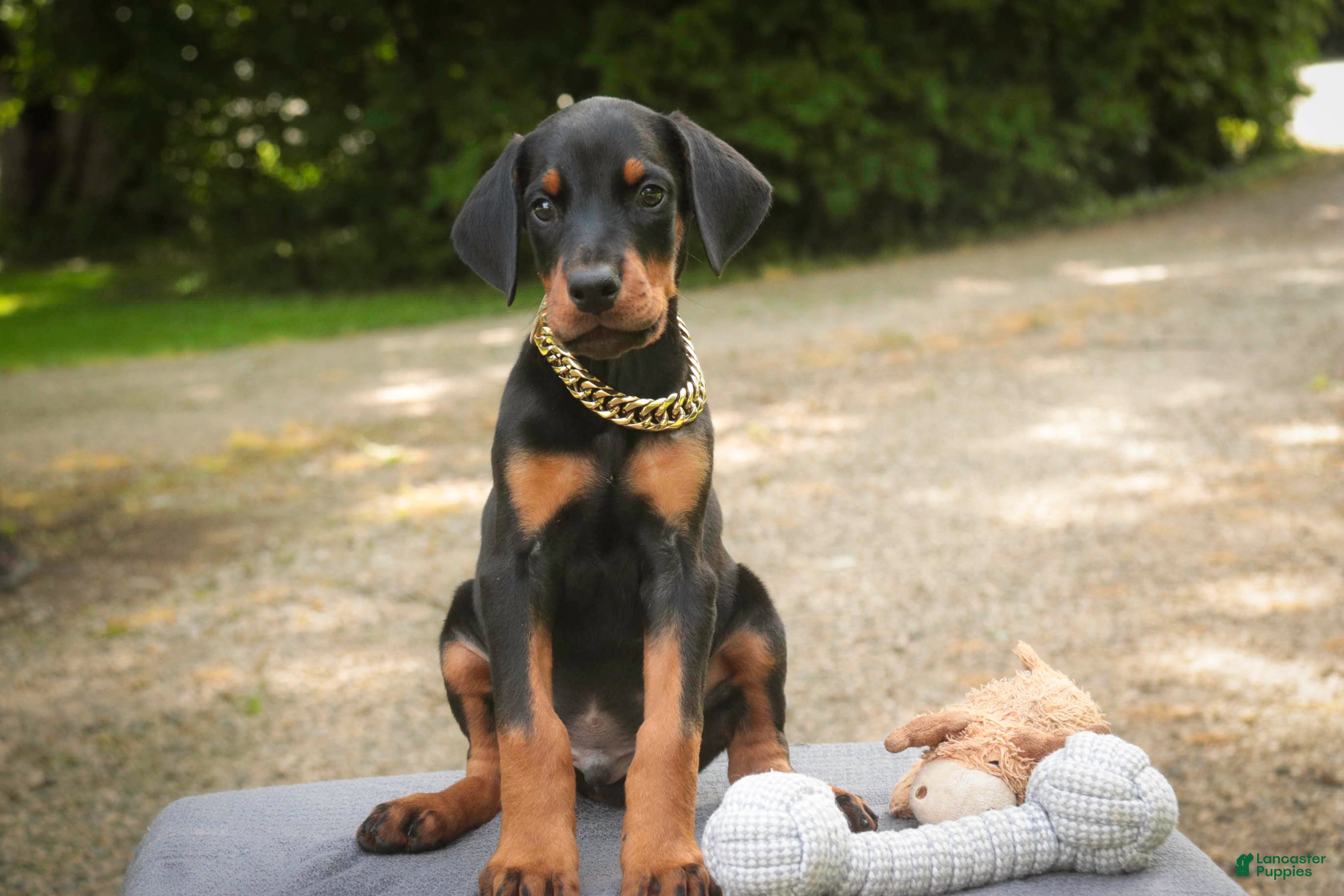 Doberman Pinscher dogs Leopold - Ad 2