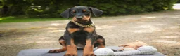 Doberman Pinscher dogs for sale: Leopold - Ad 4