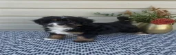 Mini Aussiedoodle dogs for sale: Remi - Ad 3