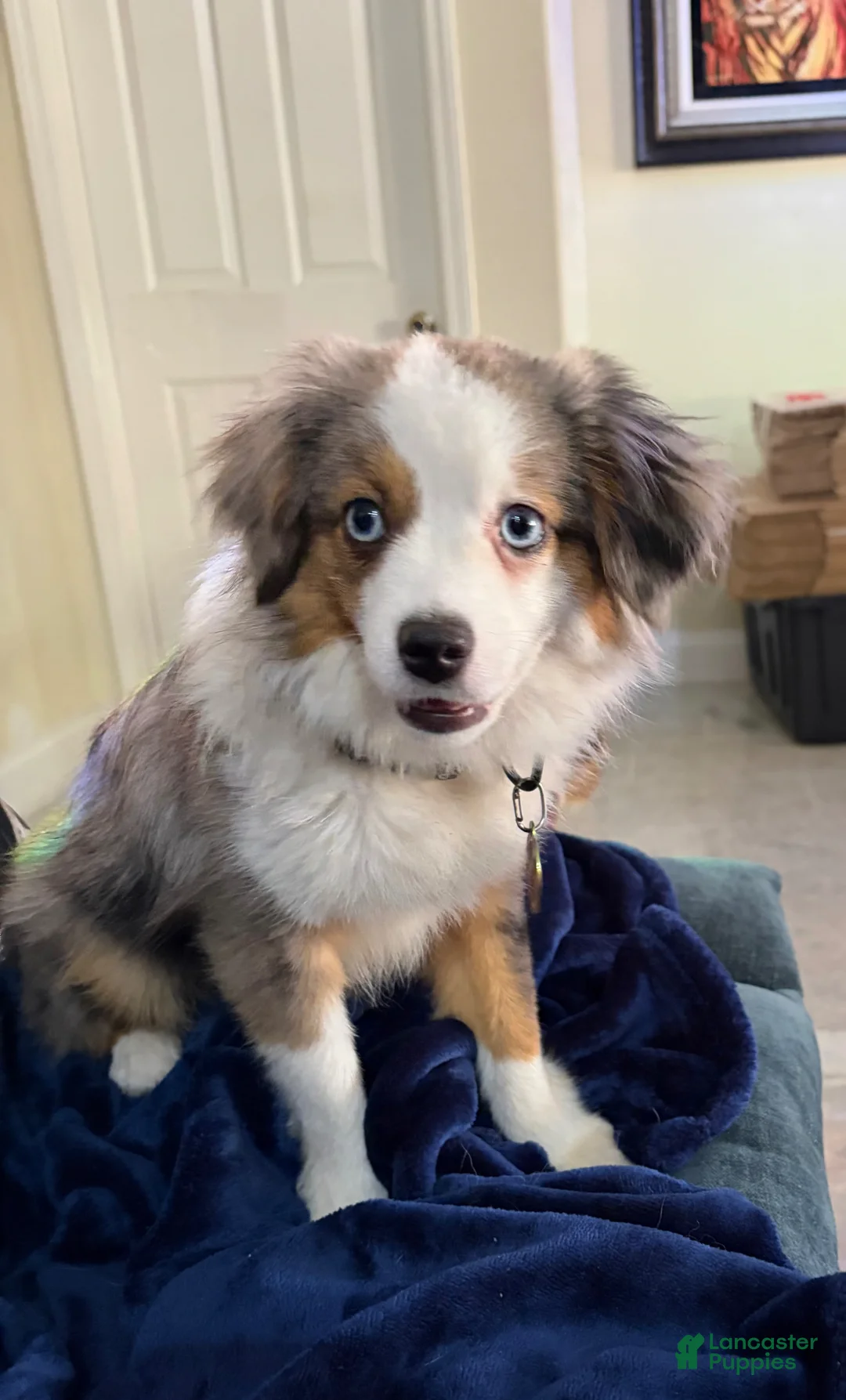 Toy Australian Shepherd dogs for sale: Toy Australian Shepherd Puppy 1 - Ad 1