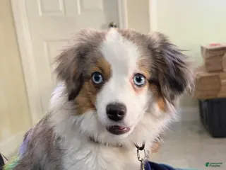 Toy Australian Shepherd dogs for sale: Toy Australian Shepherd Puppy 1 - Ad 2