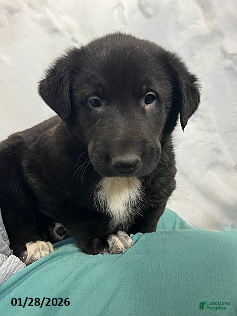 Mixed Breed dogs Kip  - Ad 39