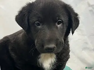 Mixed Breed dogs Kip - Ad 39