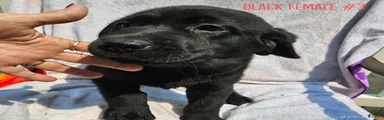 Labrador Retriever Black Female 3