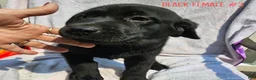 Labrador Retriever dogs for sale: Labrador Retriever Black Female 3 - Ad 1