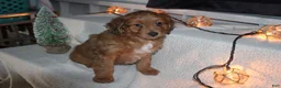 Mini Aussiedoodle dogs for sale: Mini Aussiedoodle Puppy 1 - Ad 5