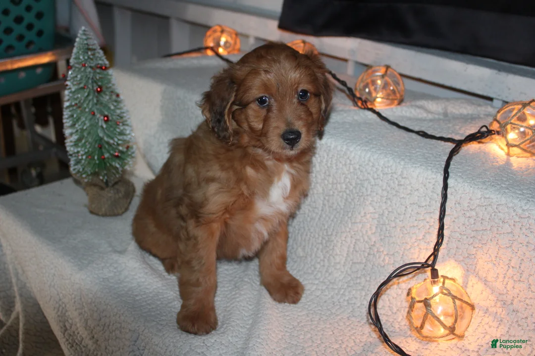 Mini Aussiedoodle dogs for sale: Mini Aussiedoodle Puppy 1 - Ad 5