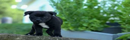Staffordshire Bull Terrier dogs for sale: Maverick🩵 - Ad 6
