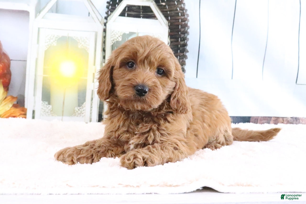 Mini Goldendoodle dogs Mason - Ad 2