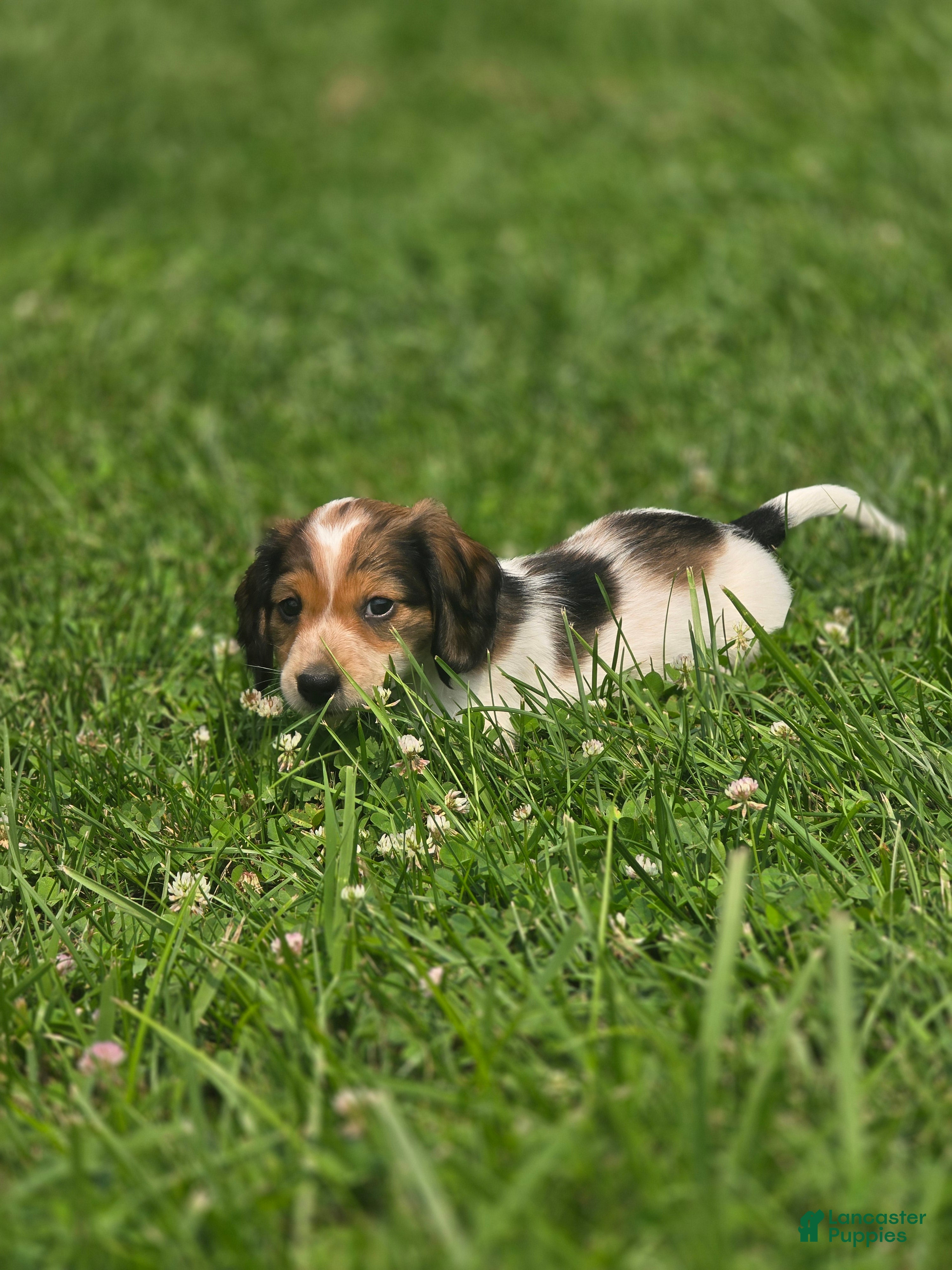 Miniature Dachshund dogs Grizz - Ad 1