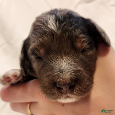 Mini Aussiedoodle dogs for sale: Diesel_Male Blue Merle with Red points and  White Accents - Ad 7