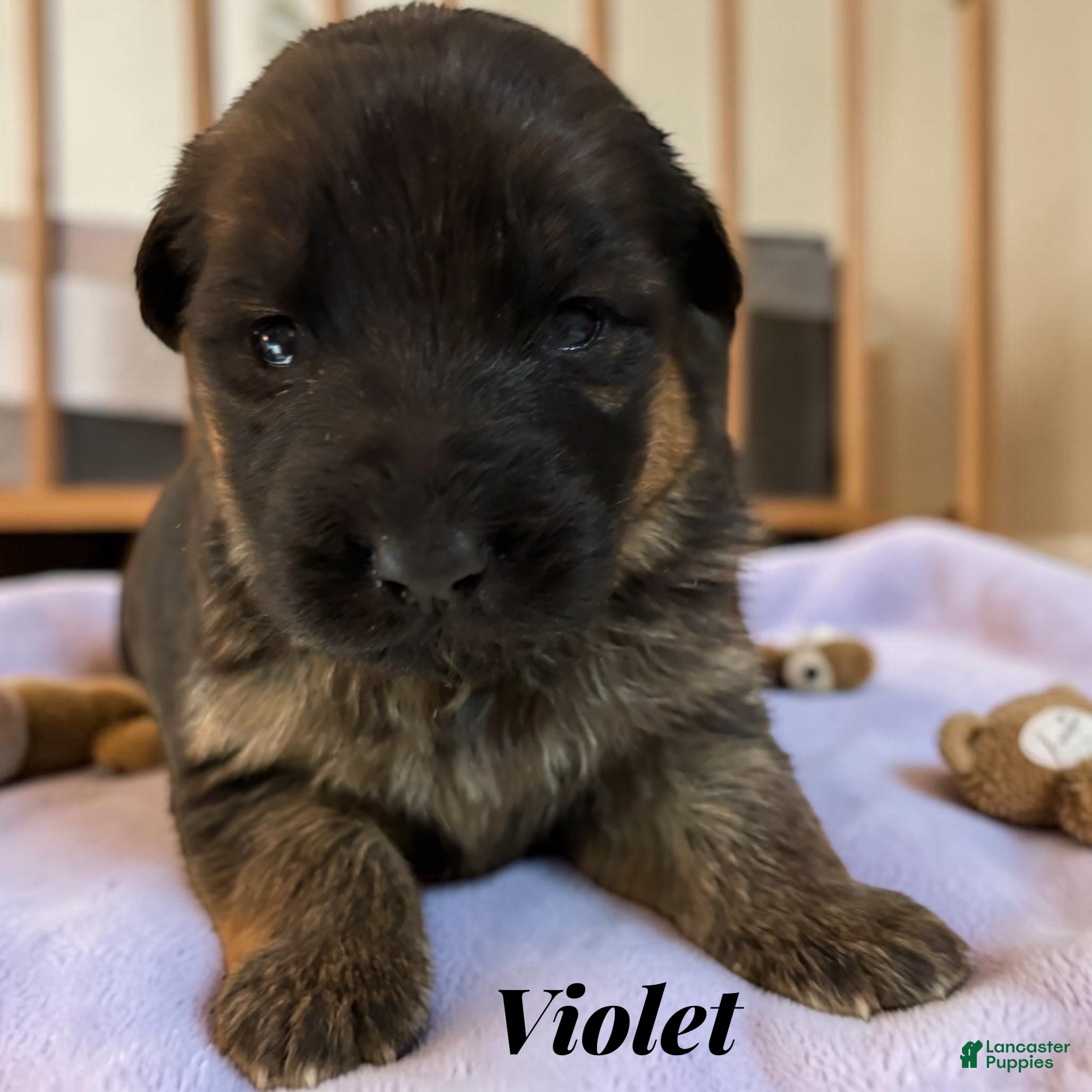 German Shepherd dogs for sale: Violet - Ad 4