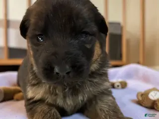 German Shepherd dogs for sale: Violet - Ad 4