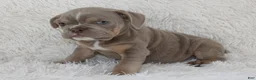 English Bulldog dogs for sale: Kane - Ad 2