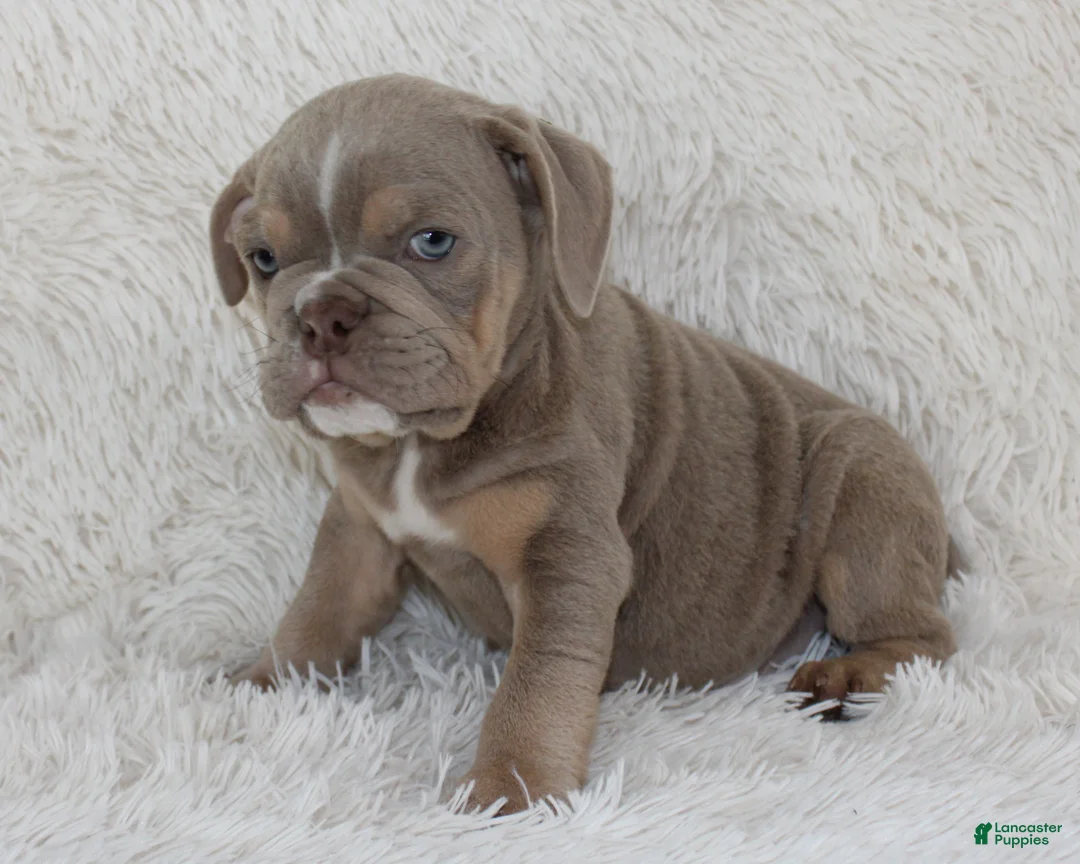 English Bulldog dogs for sale: Kane - Ad 2