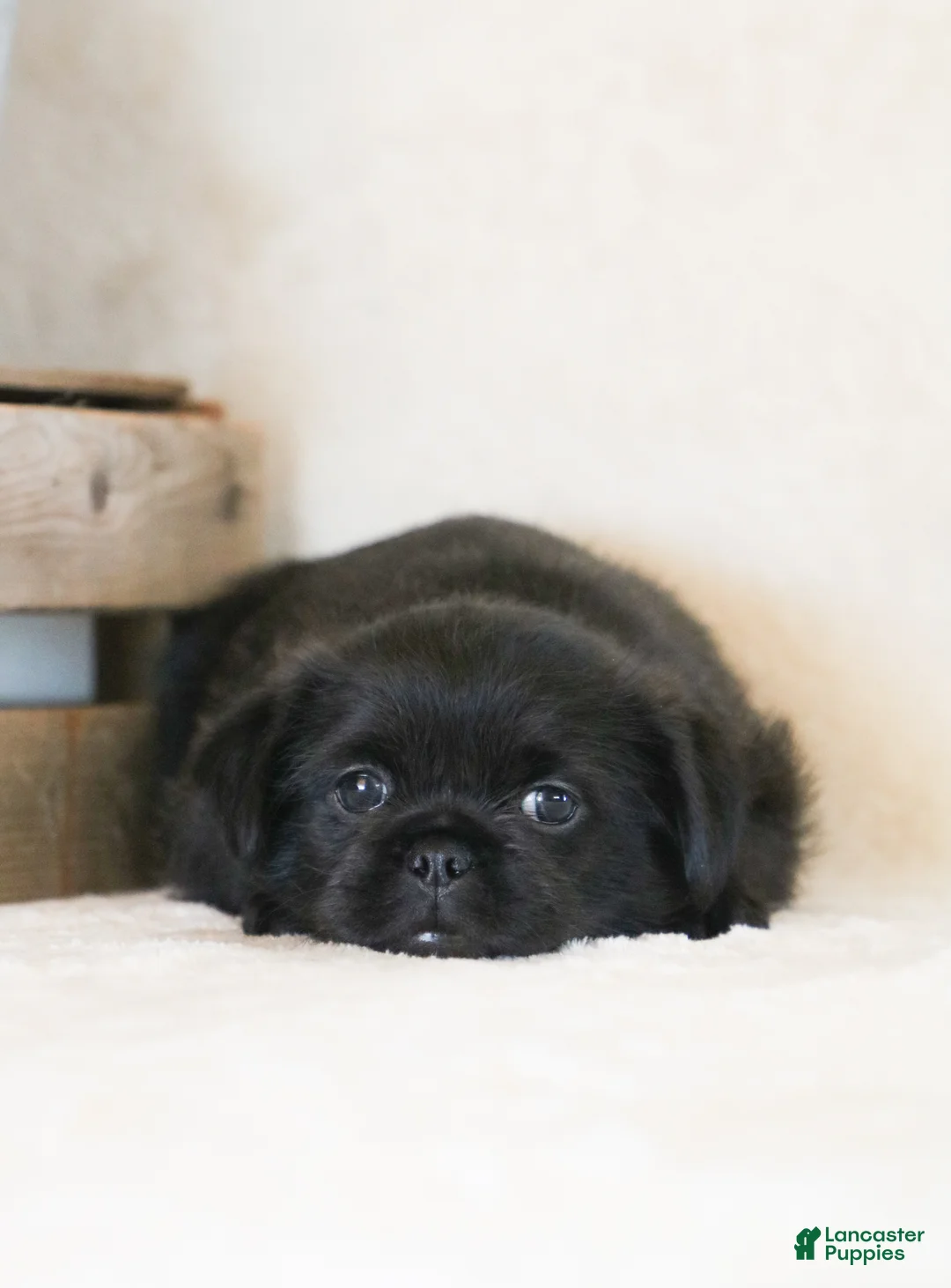 Mixed Breed dogs for sale: leo - Ad 5