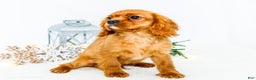 Cavalier King Charles Spaniel dogs for sale: Tiny Tim - Ad 5