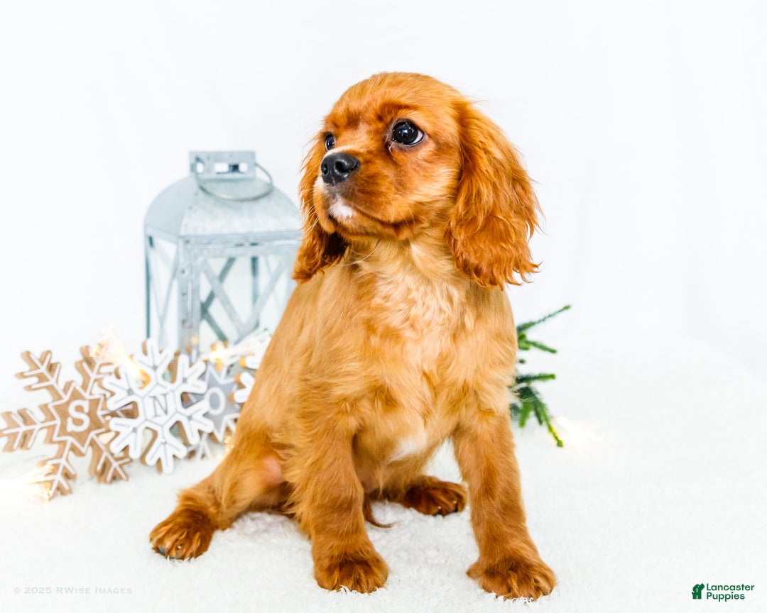 Cavalier King Charles Spaniel dogs for sale: Tiny Tim - Ad 5