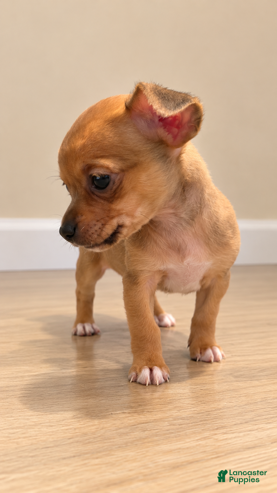 Chihuahua dogs for sale: Chihuahua 1 - Ad 1