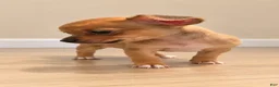 Chihuahua dogs for sale: Chihuahua 1 - Ad 1