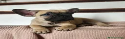 French Bulldog dogs for sale: Dumbo - Ad 4