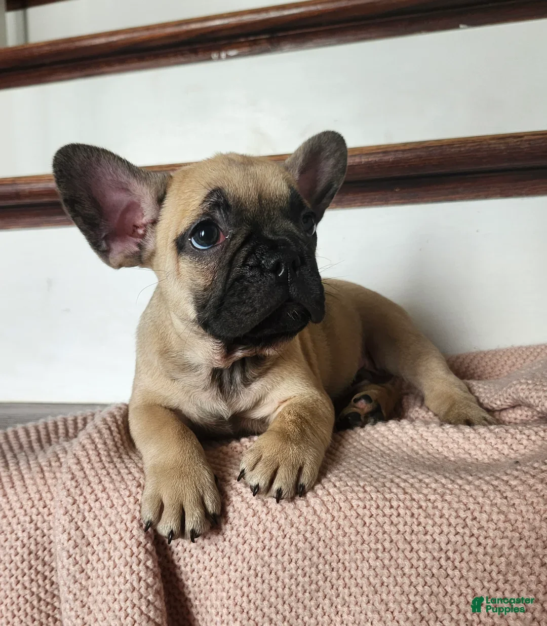 French Bulldog dogs for sale: Dumbo - Ad 4
