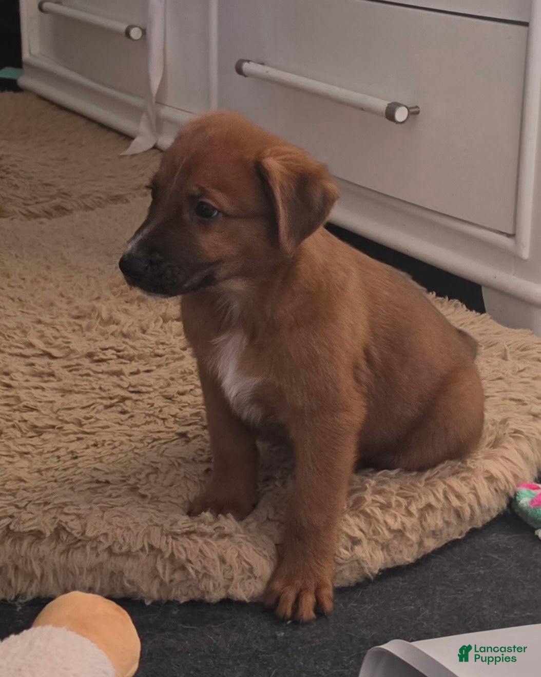 Jr (Sheprador, Male) in Romeoville, IL