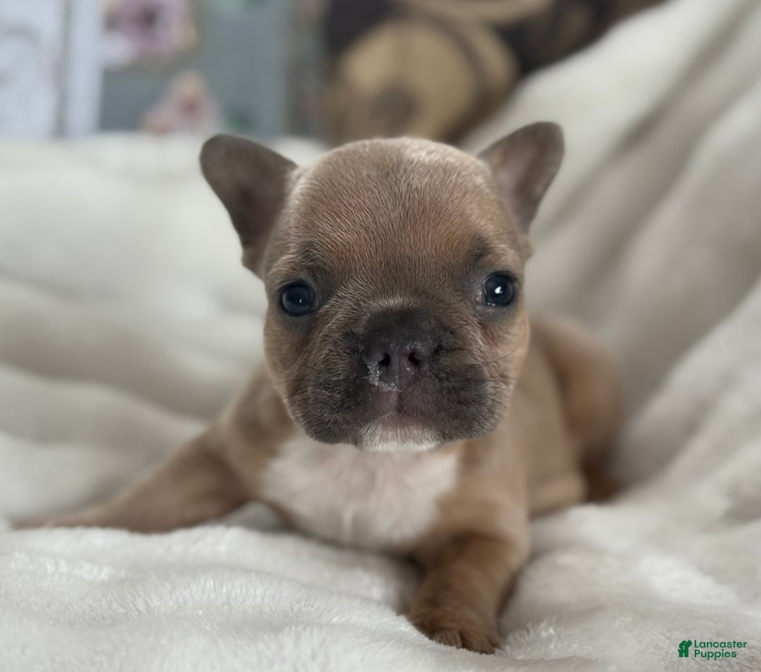 French Bulldog dogs for sale: Wilder - Ad 1