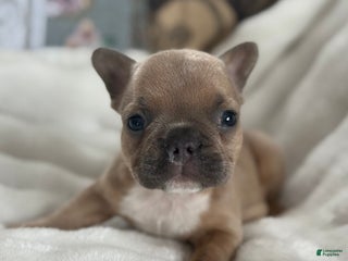 French Bulldog dogs Wilder - Ad 3