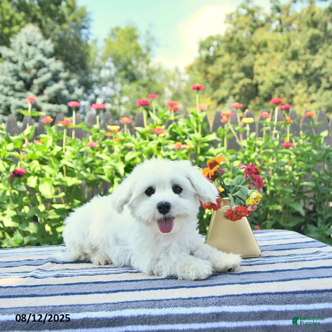 Maltese dogs for sale: Precious - Ad 6