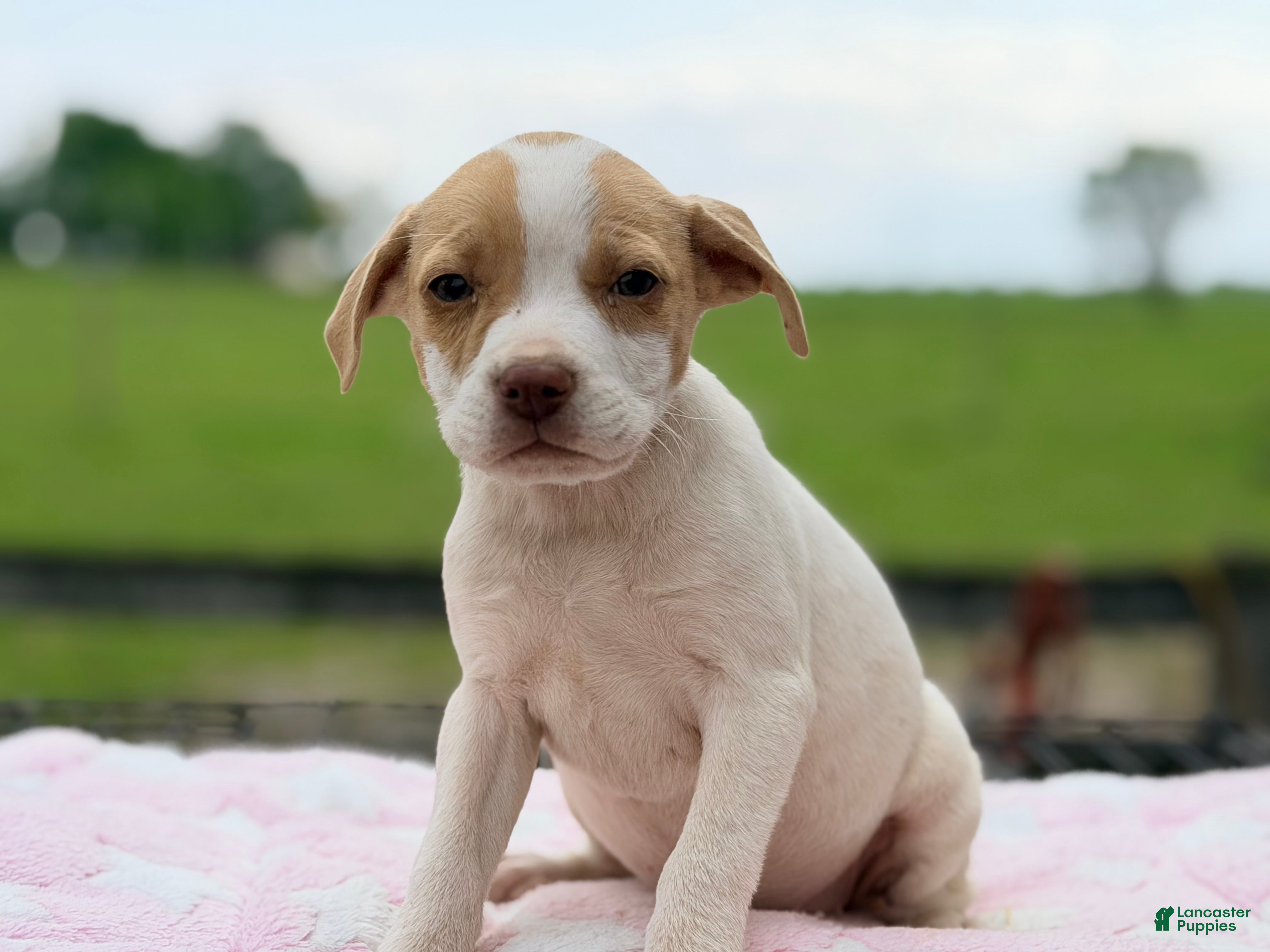 Mixed Breed dogs Boston Chi 1  - Ad 5