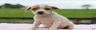 Boston Chi 1 