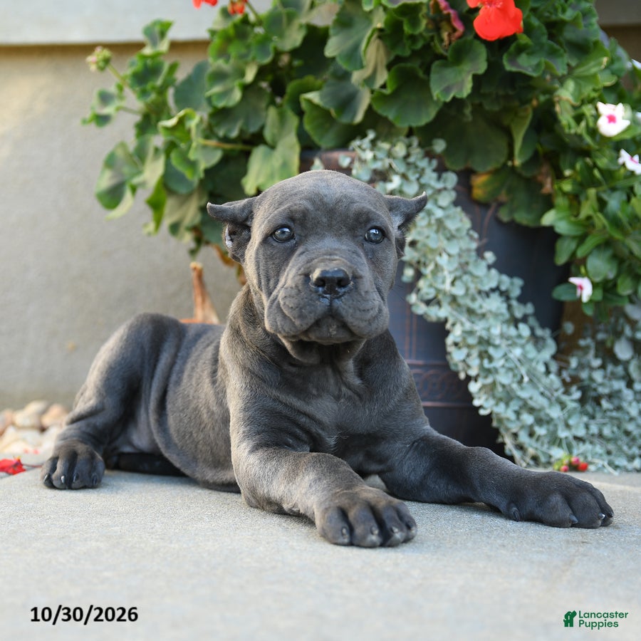 Cane Corso dogs for sale: Tahira - Ad 2