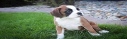 Boxer dogs for sale: Violet - Ad 6