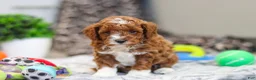 Cavapoo dogs for sale: Austin - Ad 15